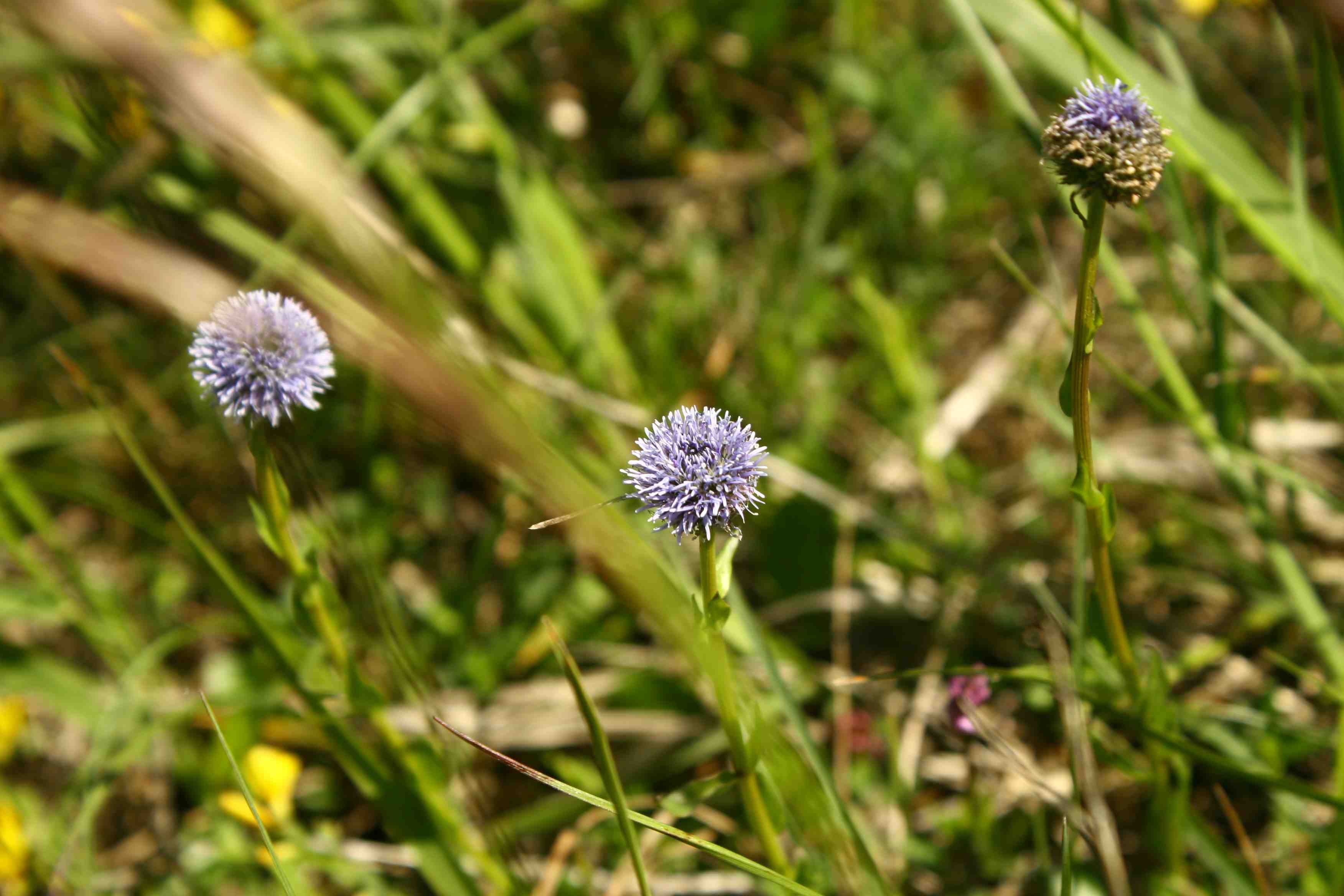 Globularia bisnagarica